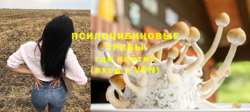 Галлюциногенные грибы Psilocybine cubensis  наркотики  Баксан 